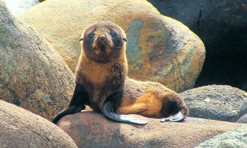 Hike to Martins Bay seal colony