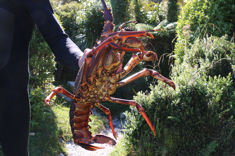 New Zealand Seafood