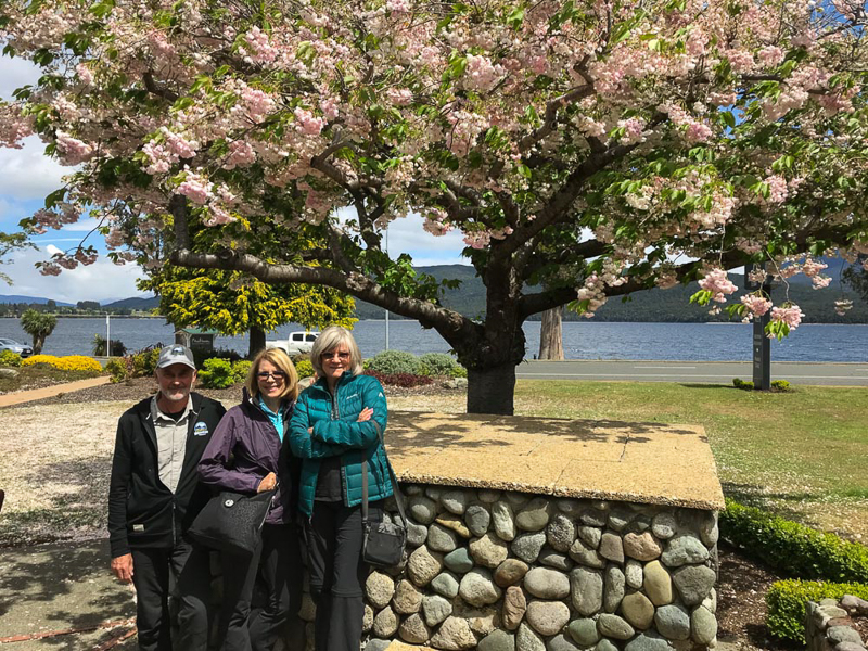 Cherry blossoms in New Zealand