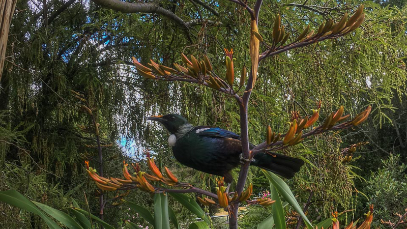 Tui bird Fiordland