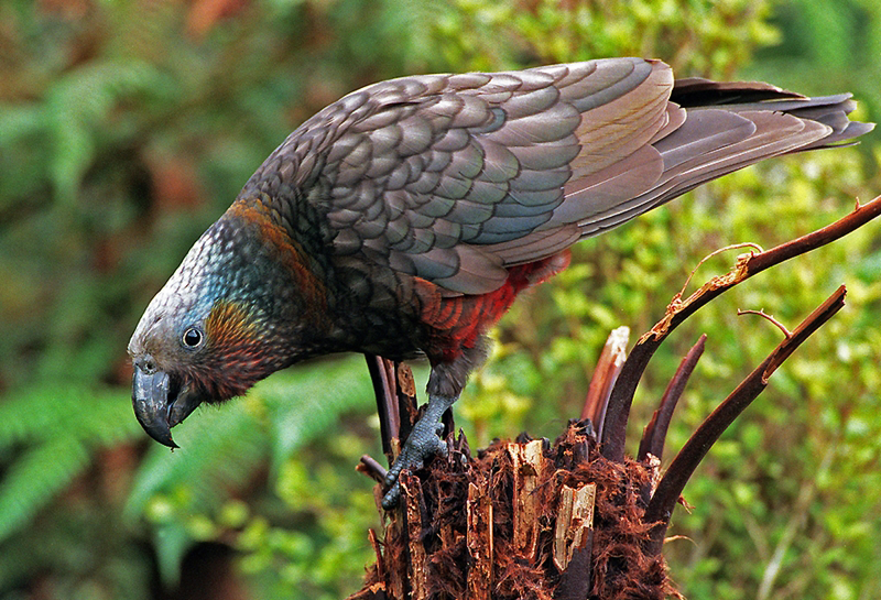 Kaka New Zealand