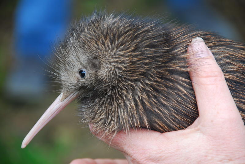 Kiwi Operation Nest Egg