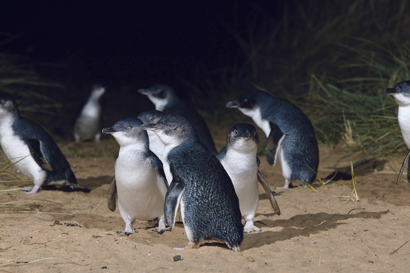 Little Blue Penguin Dunedin New Zealand