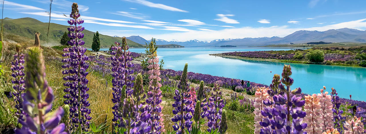 Lupins blooming in Tekapo