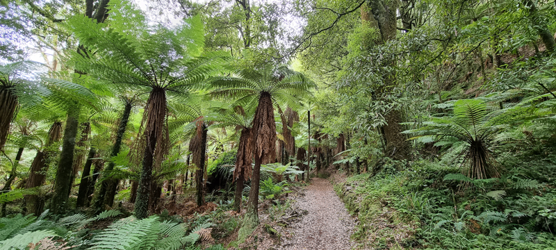 Whirinaki Waterfall Loop