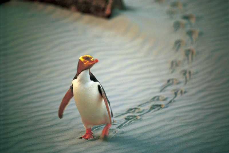 Yellow eyed penguin new zealand