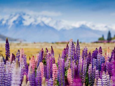 Lupins Tekapo