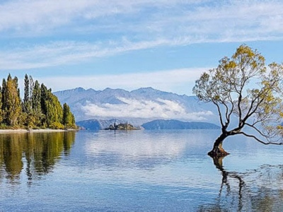 That Wanaka Tree