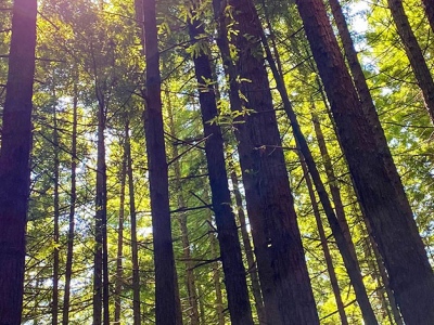 Redwoods New Zealand