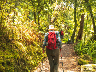 Regenerating New Zealands Native Forest