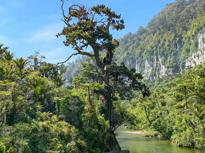 Paparoa National Park New Zealand