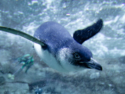 Little Blue Penguin New Zealand