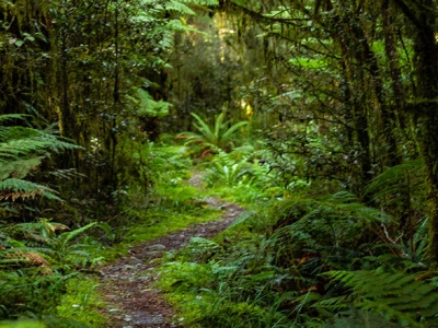 New Zealand forest, home of the New Zealand kiwi bird