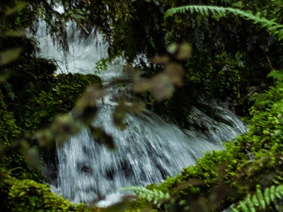 New Zealand nature - Hollyford Valley