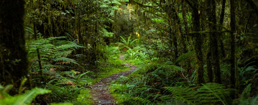 New Zealand forest, home of the New Zealand kiwi bird