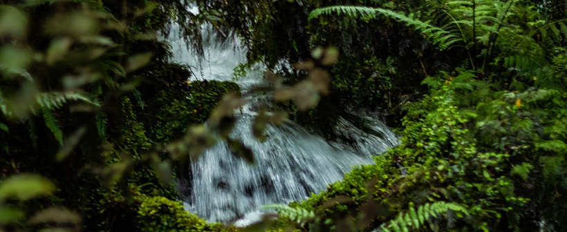 New Zealand nature - Hollyford Valley