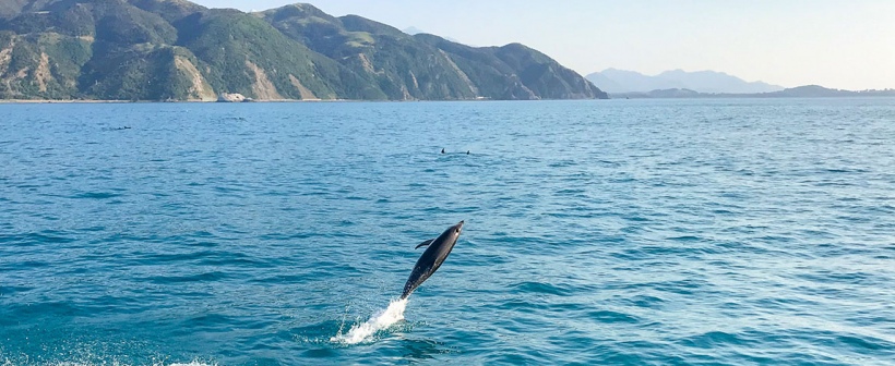 New Zealand wildlife | Dolphin