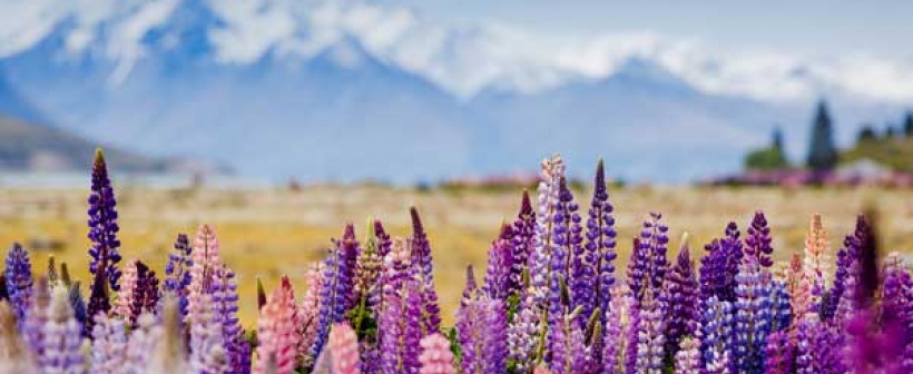 Lupins Tekapo