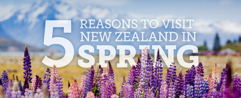 spring in new zealand3