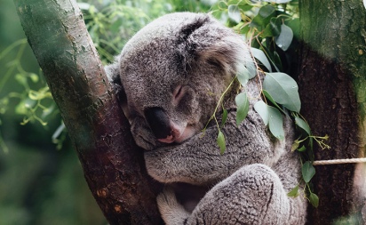 Australianbushfires