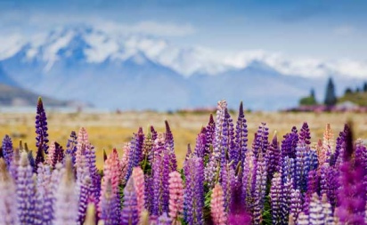 Lupins Tekapo