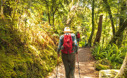 Regenerating New Zealands Native Forest