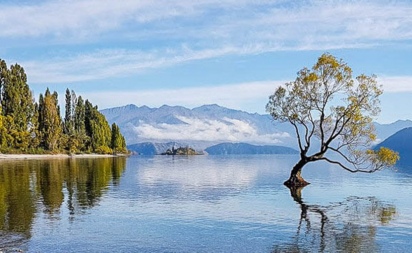 That Wanaka Tree