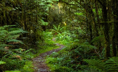 New Zealand forest, home of the New Zealand kiwi bird