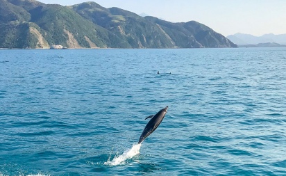 New Zealand wildlife | Dolphin