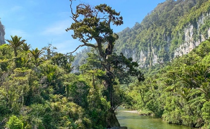 Paparoa National Park New Zealand