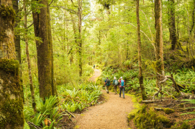 Guests walking Kepler Track through beech forest
