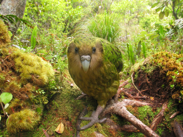 Kakapo New Zealand