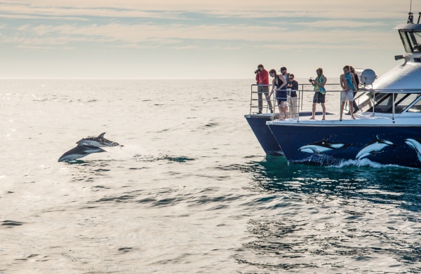 Swim with dolphins