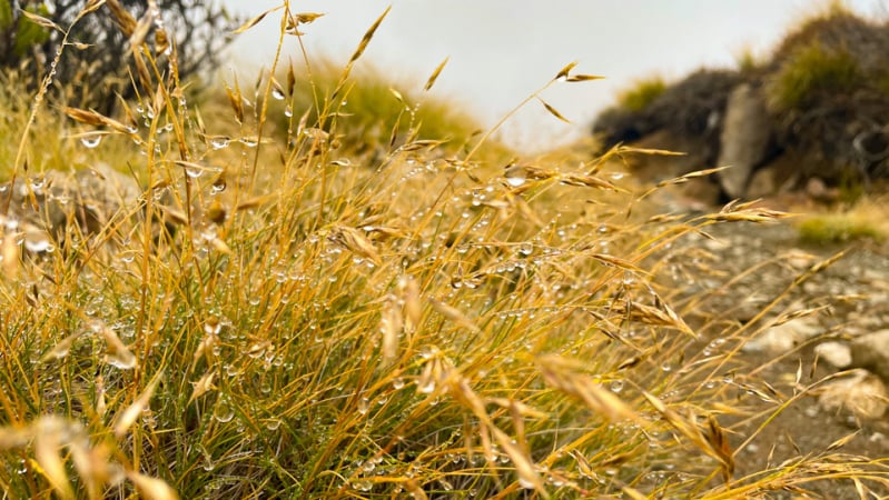 Drops of morning dew hanging on the grass on the Kepler Track.