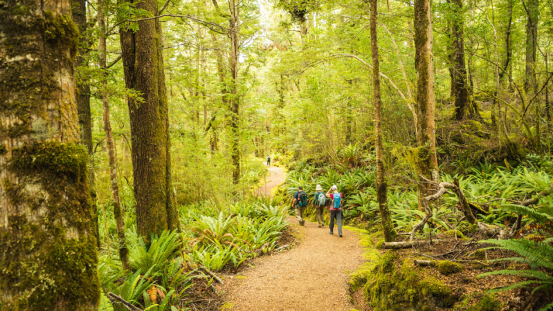 2. Guests walking Kepler Track through beech forest