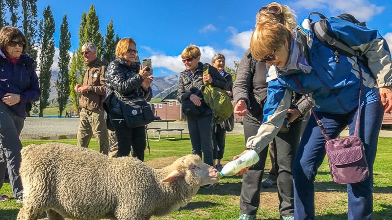 3 feeding sheep mount nicholas2