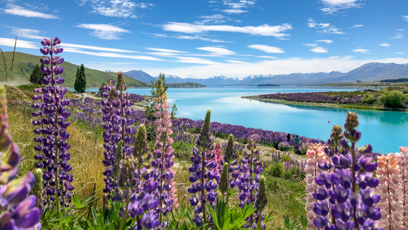 3 lupins flowering in lake tekapo2