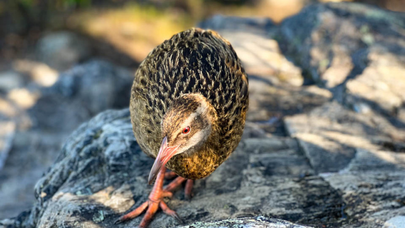 4 Beautiful Weka in the sun copy