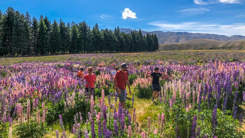 7 walking lupins lake tekapo3