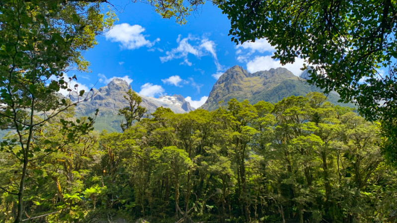 Peer above the lush canopy - you're in for a treat!