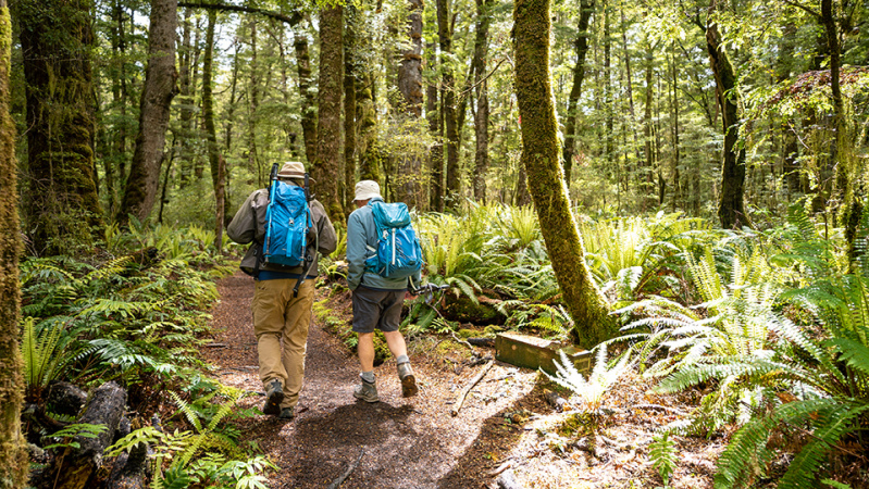 Kepler Track in November walking through beech forest