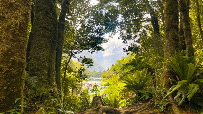 Milford Track native forest