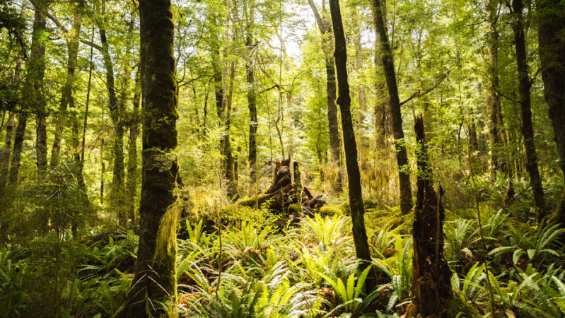 The ancient beech forest of the Kepler Track.