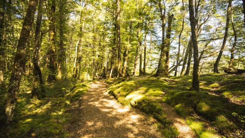 The kepler track