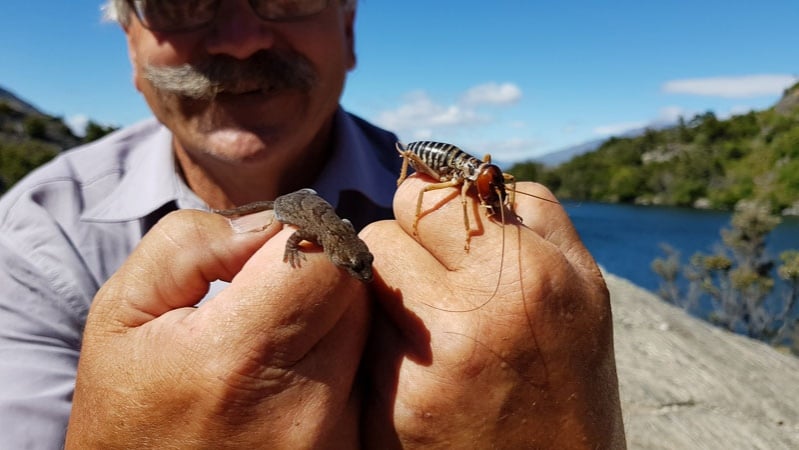 New Zealand wildlife on Mou Waho Island