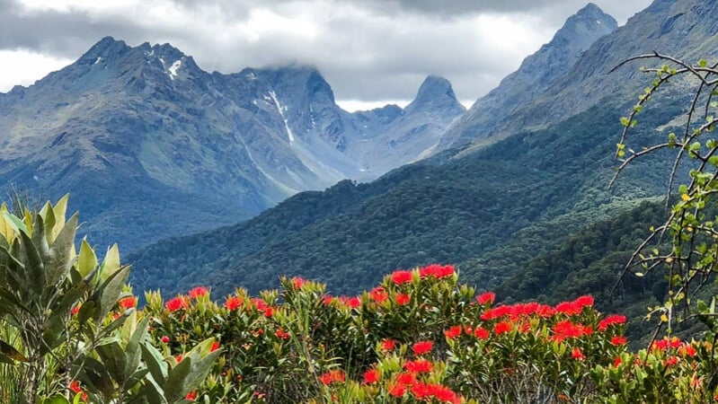 Southern Rata in bloom, Routeburn Track New Zealand