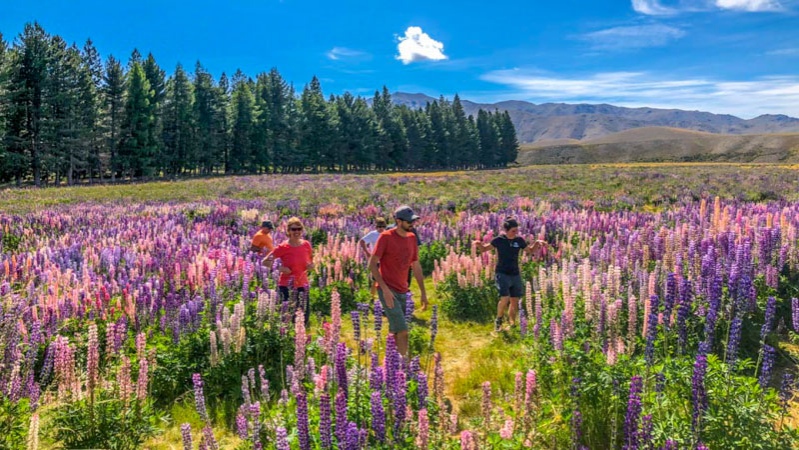 Walking through lupins, Lake Tekapo