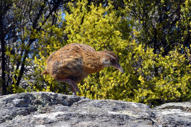 Weka in Kiwi Birdlife Park