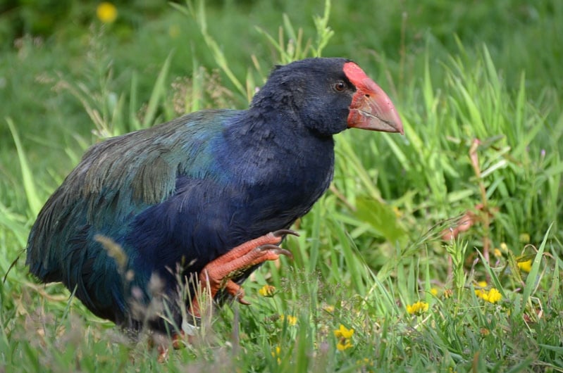 New Zealand fauna, Takahe