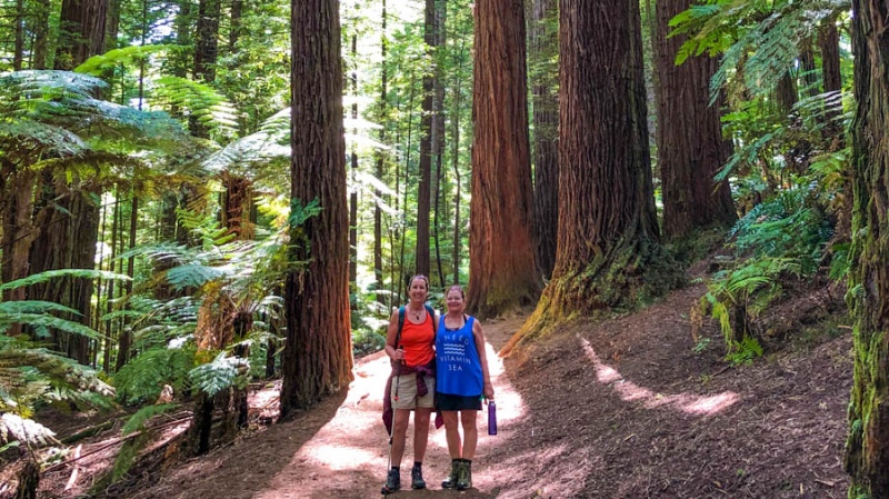 Walk beneath the Redwoods New Zealand